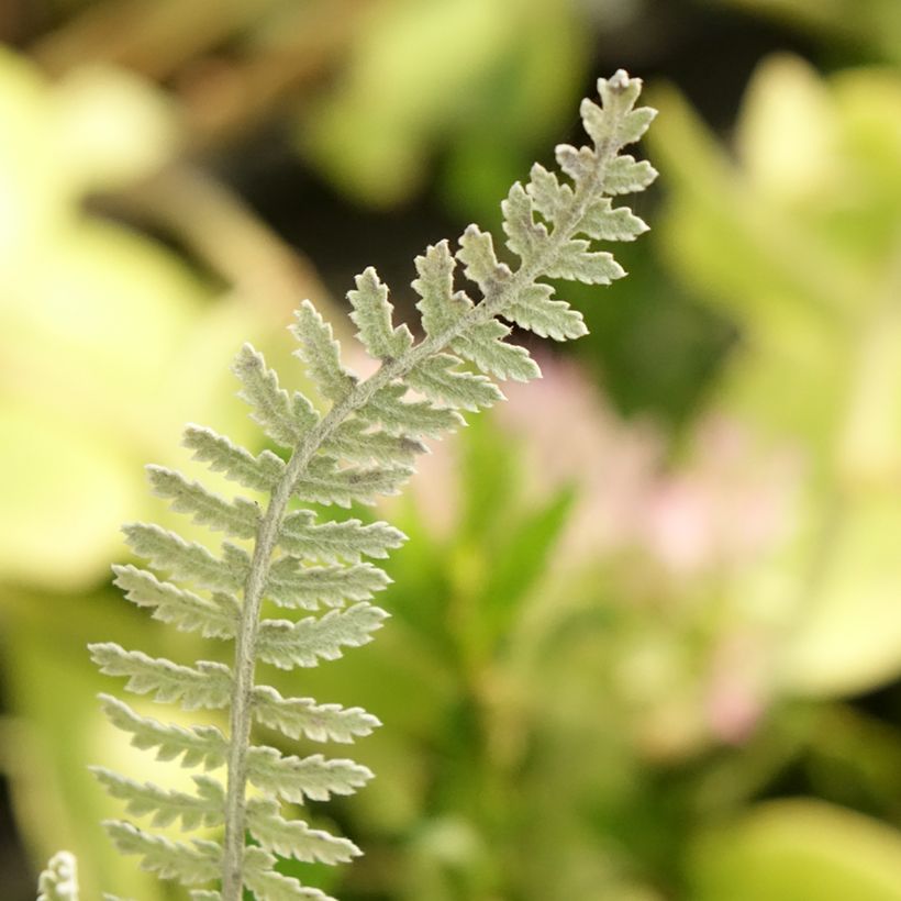 Achillea clypeolata - Achillée (Foliage)