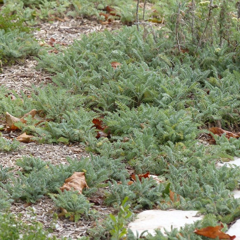 Achillée - Achillea crithmifolia (Foliage)