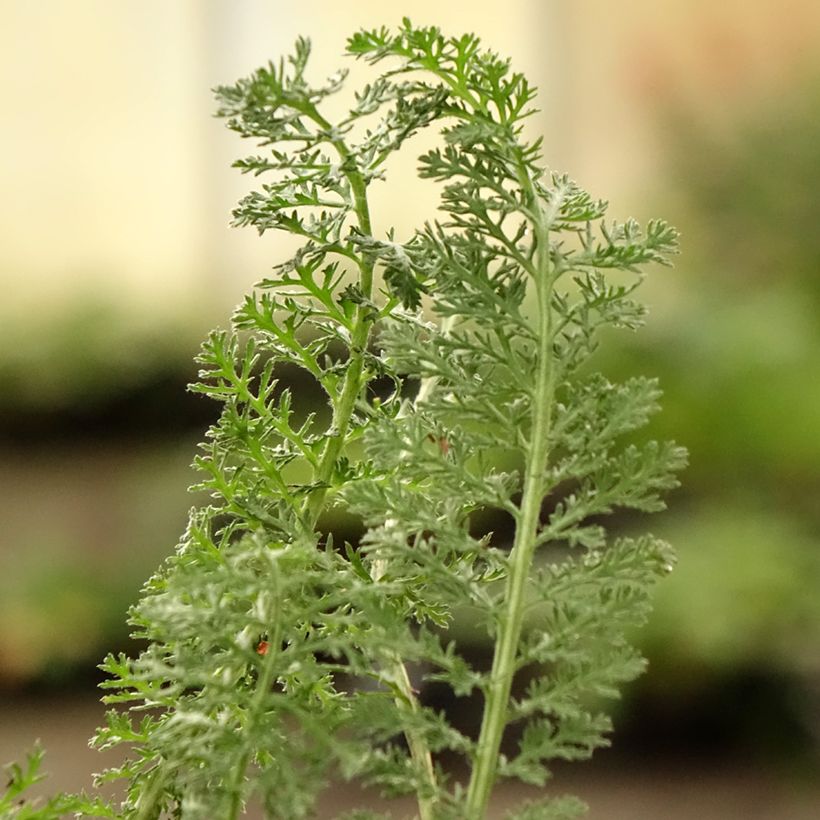 Achillea hybride Little Moonshine (Foliage)
