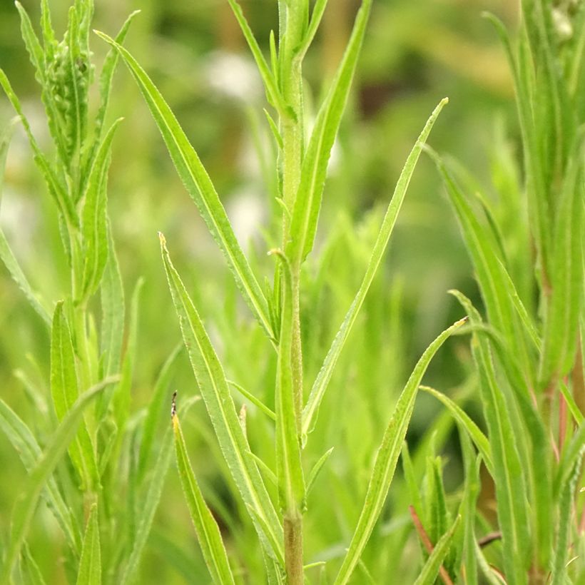 Achillea ptarmica Boule de Neige - Bouton d'argent (Foliage)
