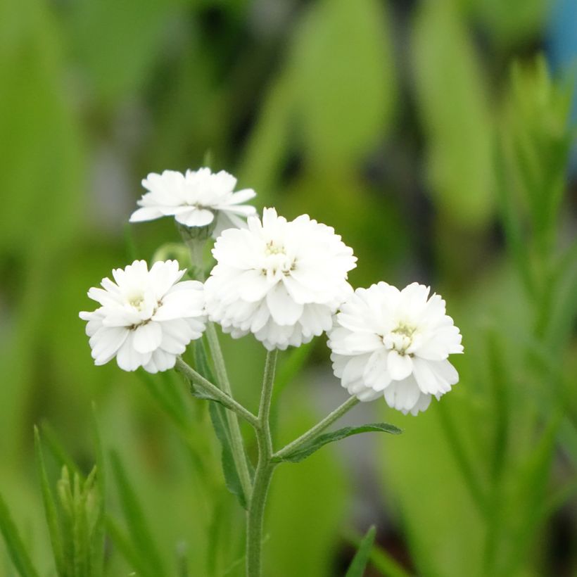 Achillea ptarmica - Bouton-d'argent (Flowering)