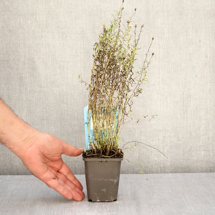 Spécimen de Achillea ptarmica - Bouton-d'argent Godet de 8/9 cm tel que livré en automne