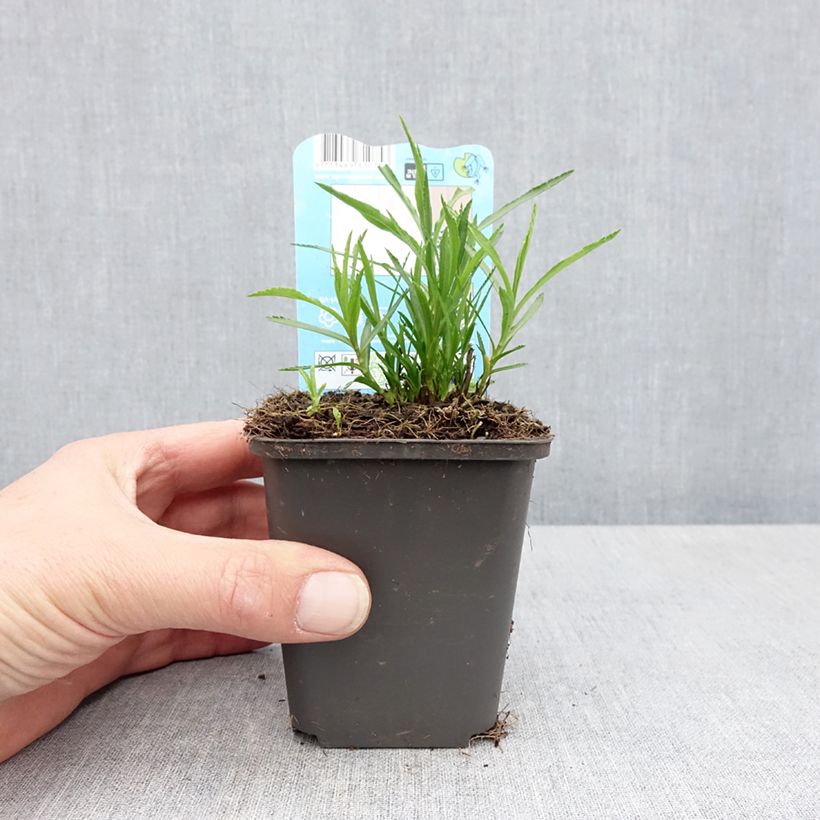 Example of Achillea ptarmica - Bouton-d'argent Godet de 8/9 cm as you get in printemps