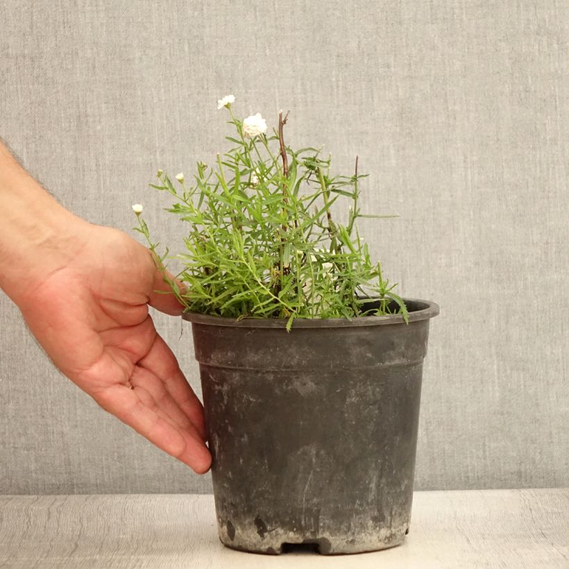 Spécimen de Achillea ptarmica Diadem - Bouton d'argent Pot de 2L/3L tel que livré en été