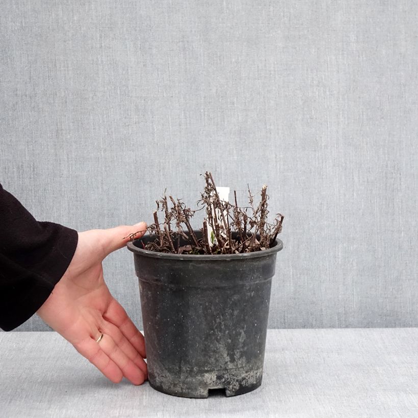 Spécimen de Achillea ptarmica Diadem - Bouton d'argent Pot de 2L/3L tel que livré en hiver