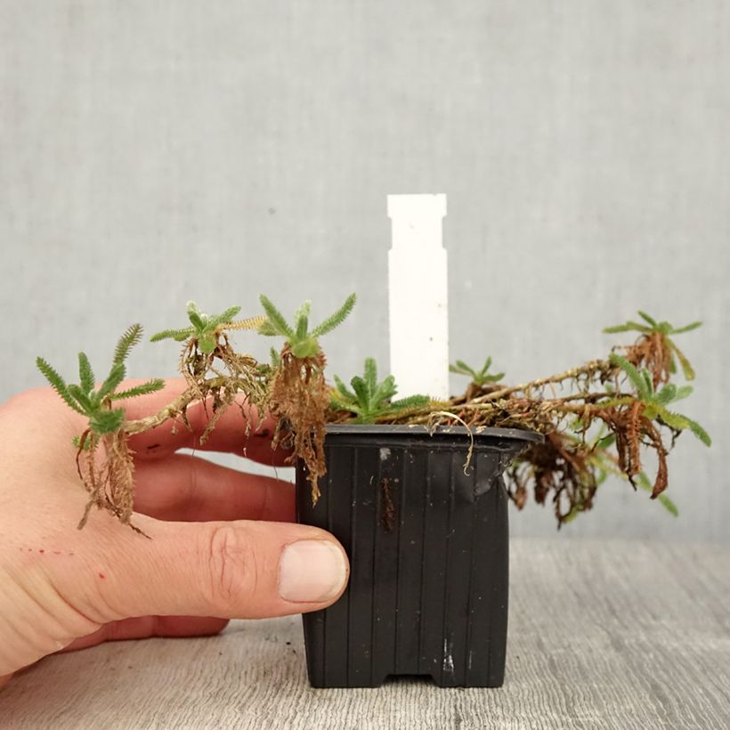 Example of Achillea tomentosa Aurea (Maynard's Gold) - Achillée laineuse Godet de 8/9 cm as you get in printemps