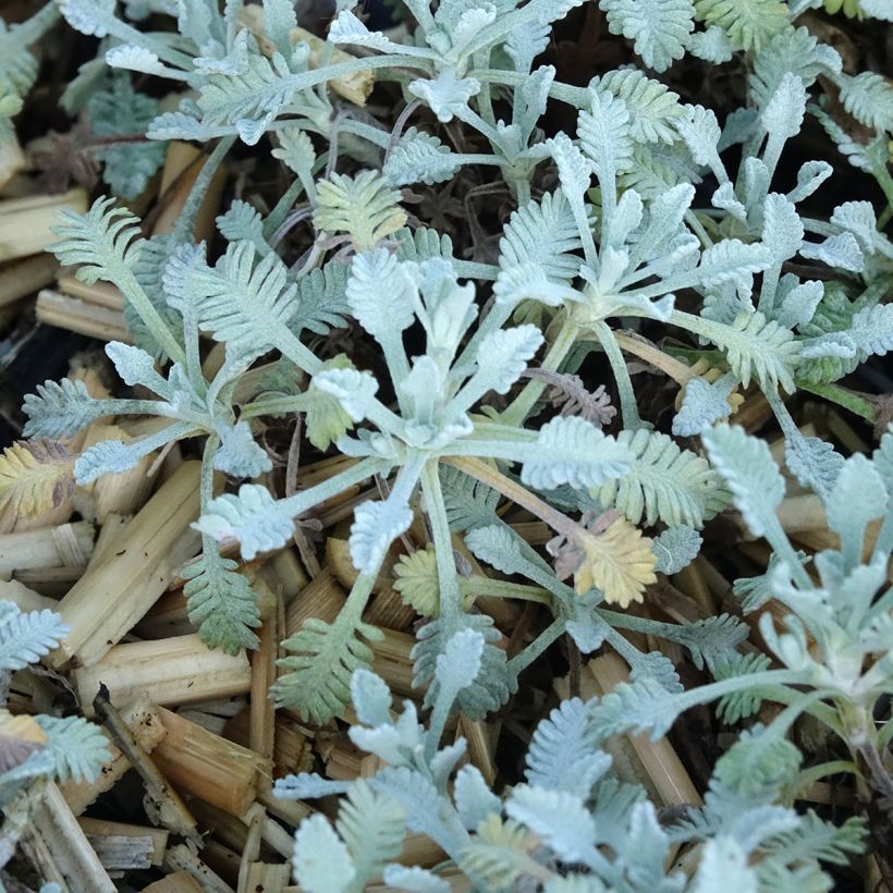 Achillea umbellata - Achillée (Feuillage)