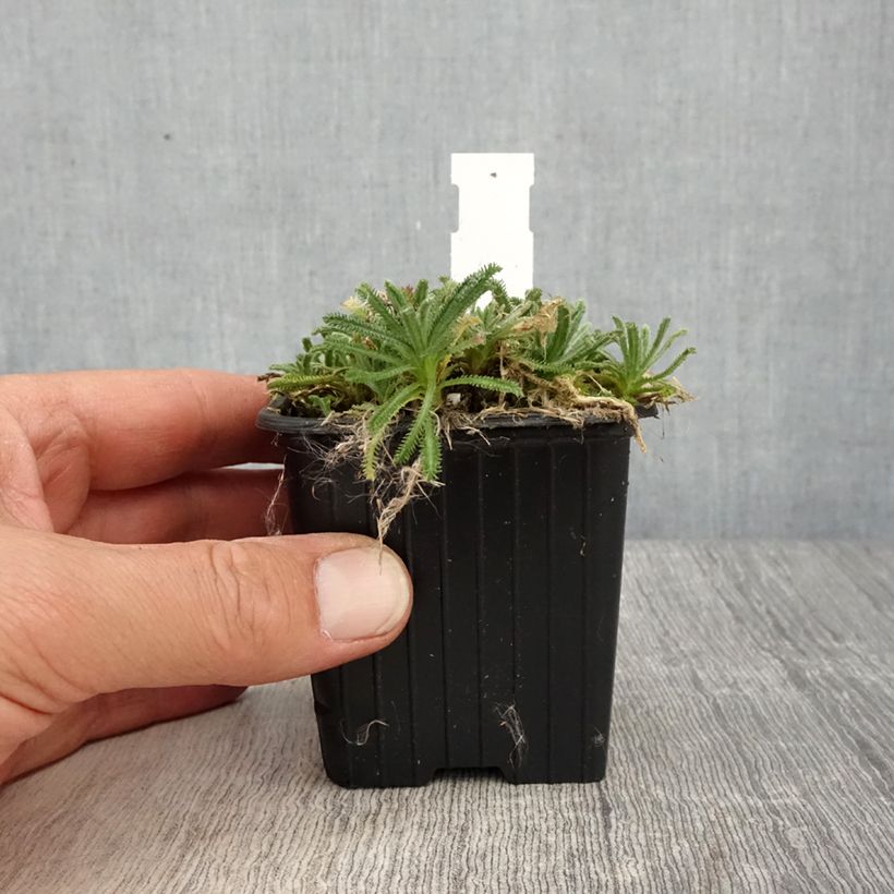 Example of Achillea x lewisii King Edward - Achillée Godet de 8/9 cm as you get in printemps