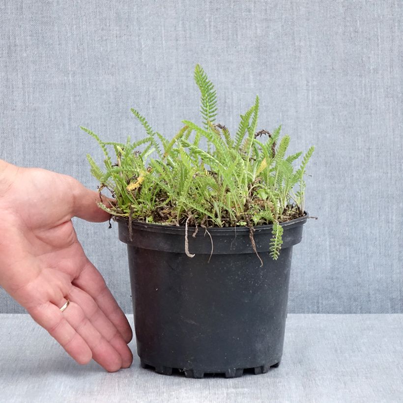 Example of Achillée millefeuille White Beauty Pot de 2L/3L as you get in printemps