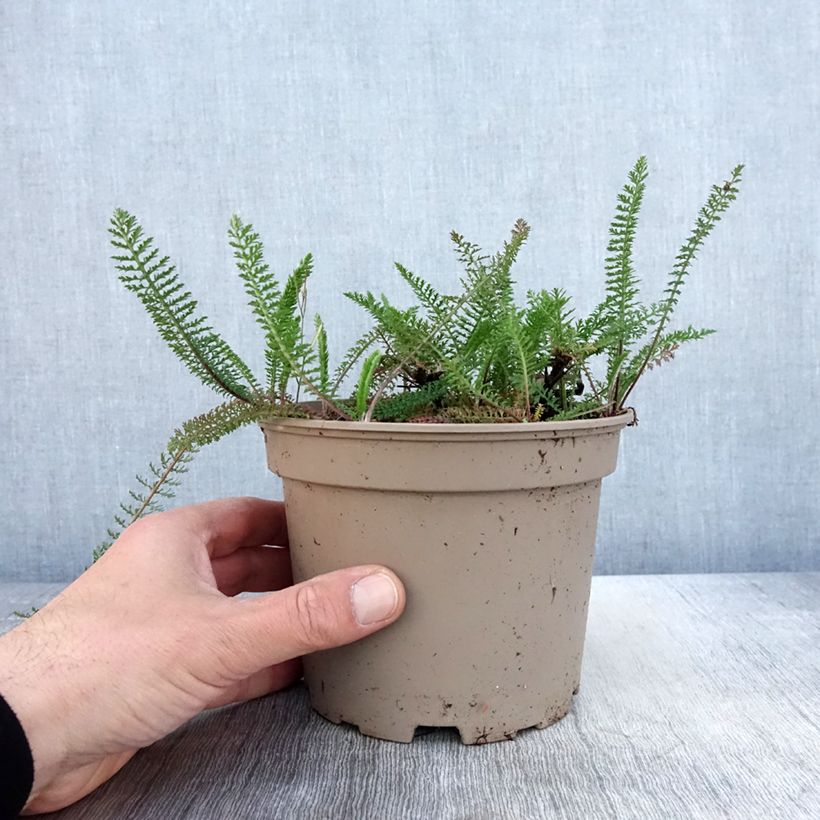 Example of Achillée millefolium Lilac Beauty Pot de 2L/3L as you get in printemps