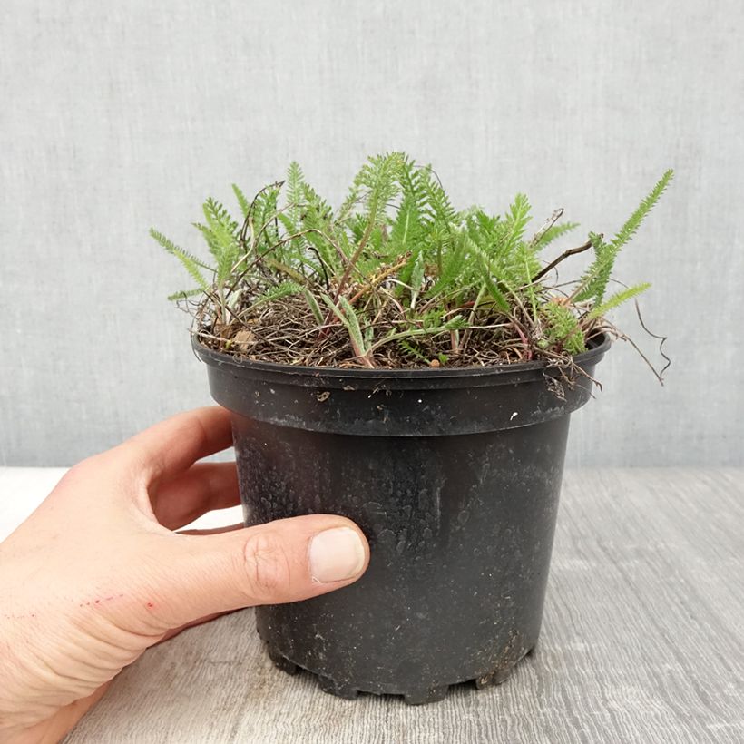 Example of Achillée millefolium Summer Pastels Pot de 2L/3L as you get in printemps