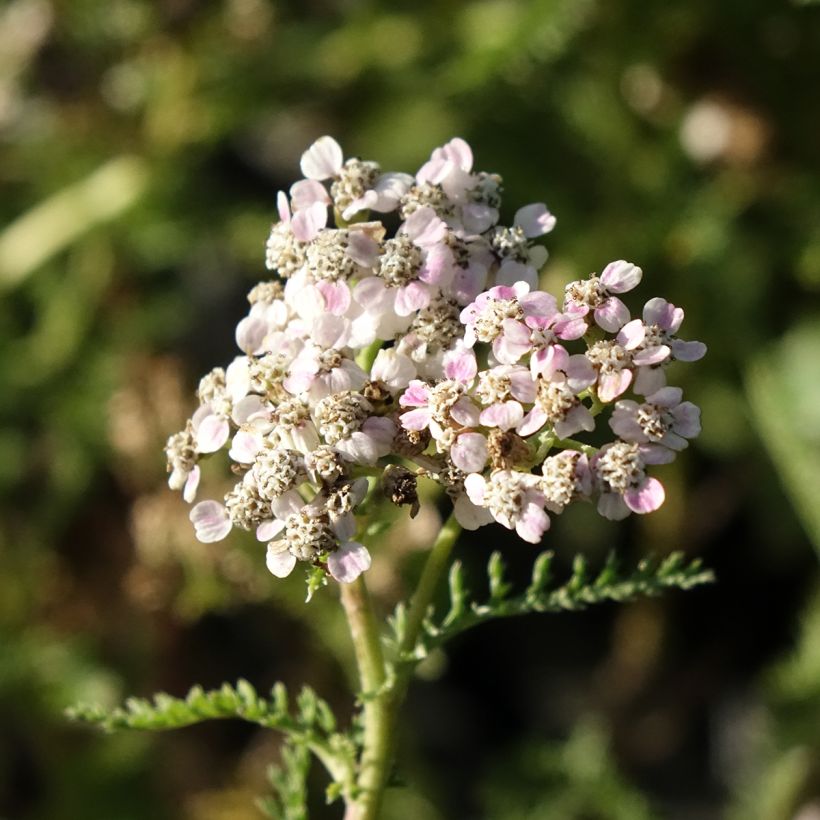 Achillée millefolium Wonderful Wampee (Flowering)