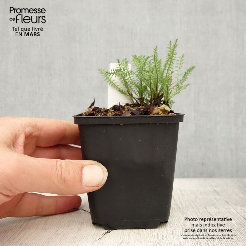 Example of Achillée millefolium Wonderful Wampee Godet de 8/9 cm as you get in printemps