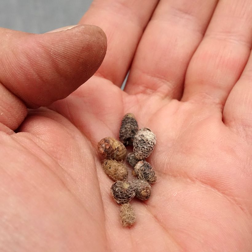 Example of Achimenes en mélange Bulbe calibre I as you get in printemps