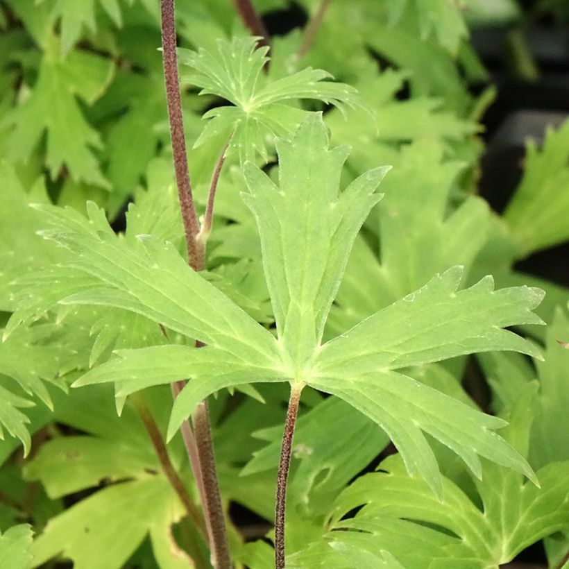 Aconit - Aconitum Purple Sparrow (Foliage)