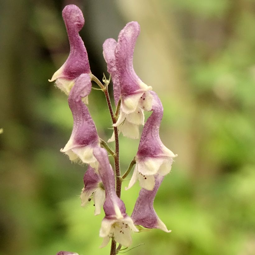 Aconit - Aconitum Purple Sparrow (Flowering)