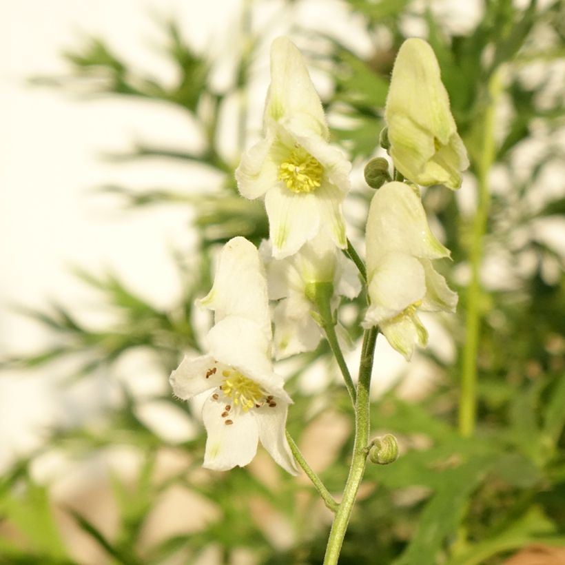 Aconit blanc - Aconitum napellus Album - Casque de Jupiter blanc (Flowering)