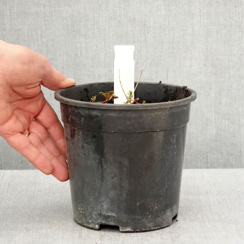 Spécimen de Aconit de Fischer - Aconitum fischeri Pot de 2L/3L tel que livré au printemps