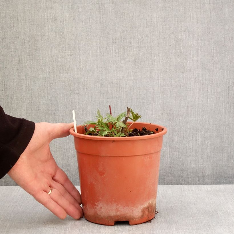 Example of Aconitum carmichaelii Royal Flush Pot de 2L/3L as you get in printemps