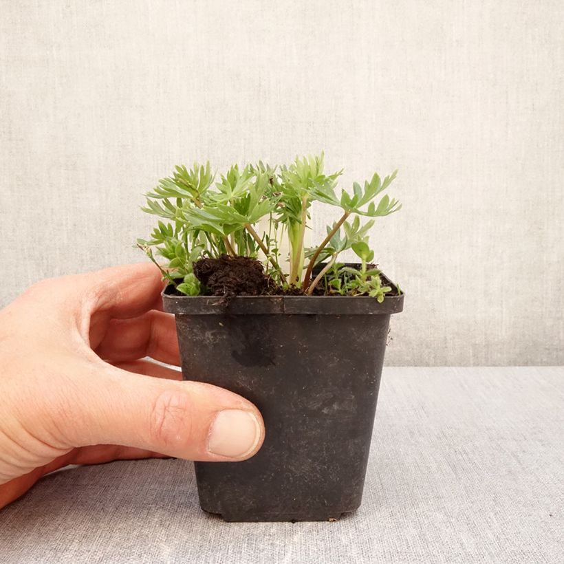 Example of Aconitum napellus ssp. vulgare - Aconit napel commune Godet de 8/9 cm as you get in printemps