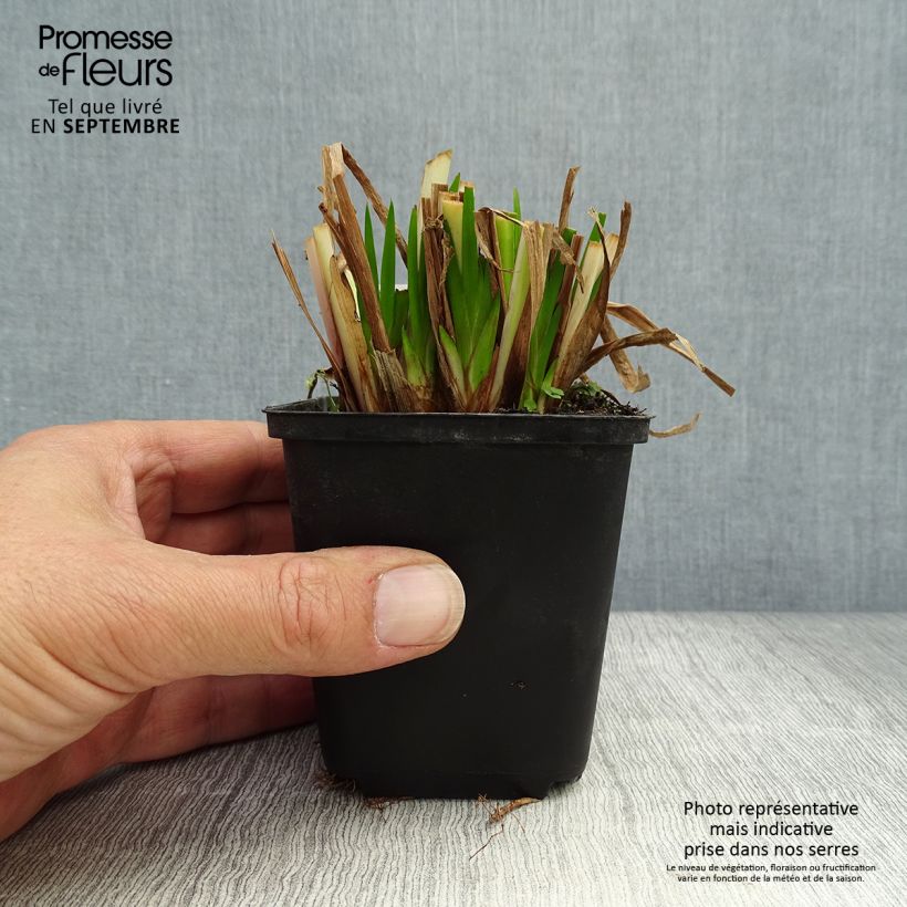 Spécimen de Acorus calamus - Calame, Acore Godet de 8/9 cm tel que livré en automne