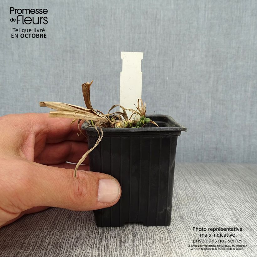 Spécimen de Acorus calamus Variegatus - Calame panaché Godet de 8/9 cm tel que livré en automne