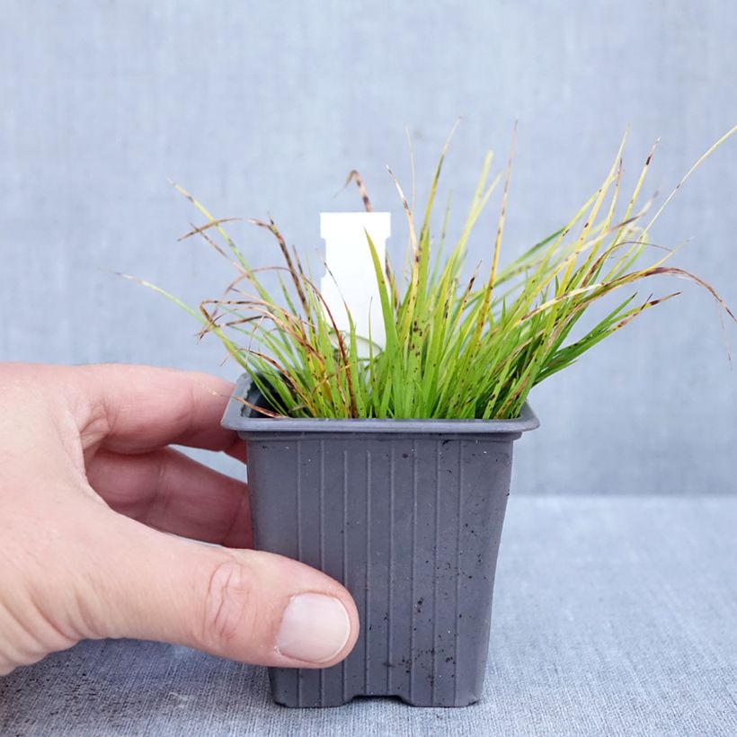 Spécimen de Acorus gramineus Hakuro Nishiki - Jonc japonais doré Godet de 8/9 cm tel que livré en automne