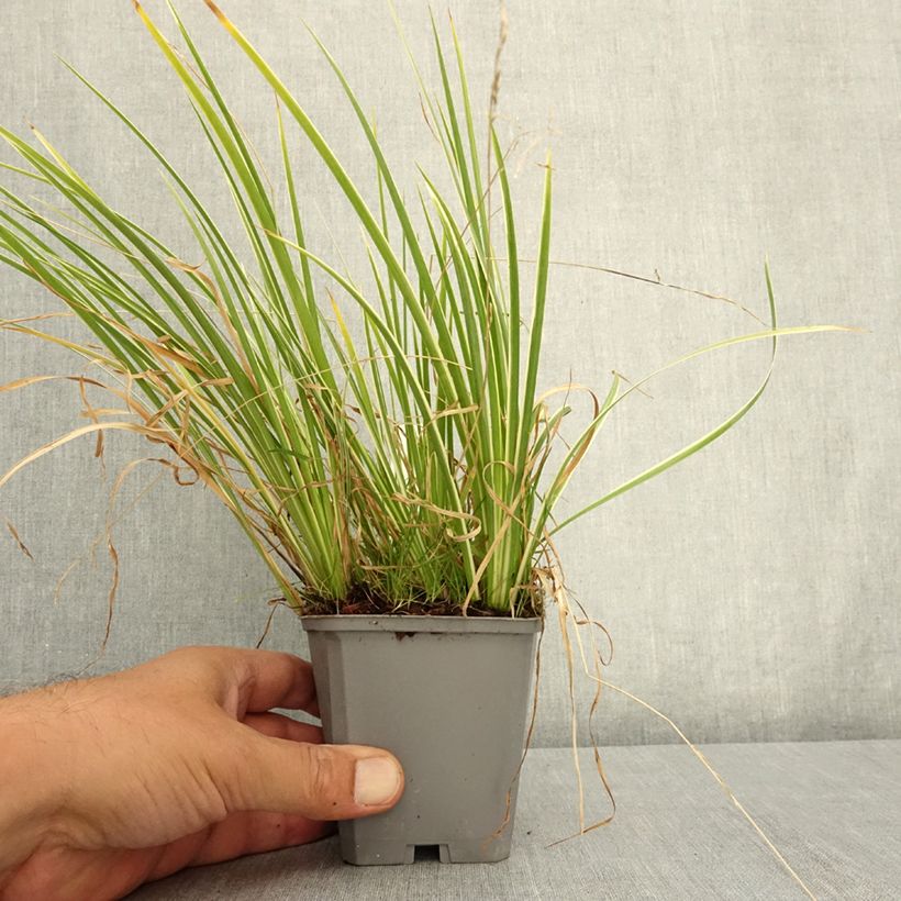 Spécimen de Acorus gramineus Variegata - Jonc japonais panaché Godet de 8/9 cm tel que livré en été