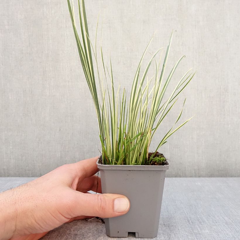 Example of Acorus gramineus Variegata - Jonc japonais panaché Godet de 8/9 cm as you get in hiver