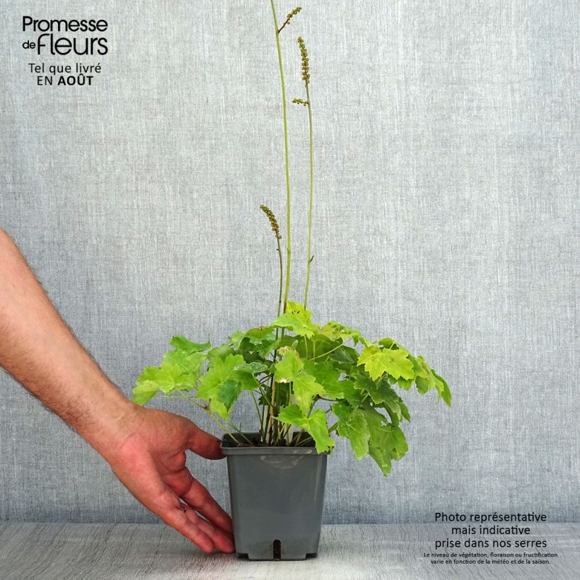 Spécimen de Actaea Cheju-Do - Cimicifuga japonica Pot de 1L/1,5L tel que livré en été