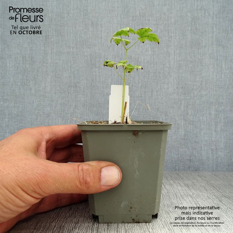 Spécimen de Actaea pachypoda Misty Blue - Actée à gros pédicelles Godet de 8/9 cm tel que livré en automne