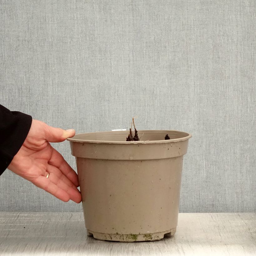 Example of Actaea pachypoda Misty Blue - Actée à gros pédicelles Pot de 3L/4L as you get in printemps