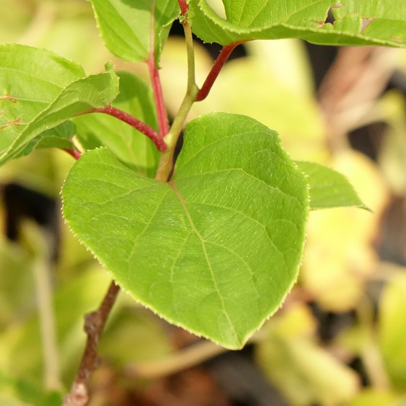 Kiwi arguta Domino (femelle) - Kiwai - Actinidia arguta (Foliage)