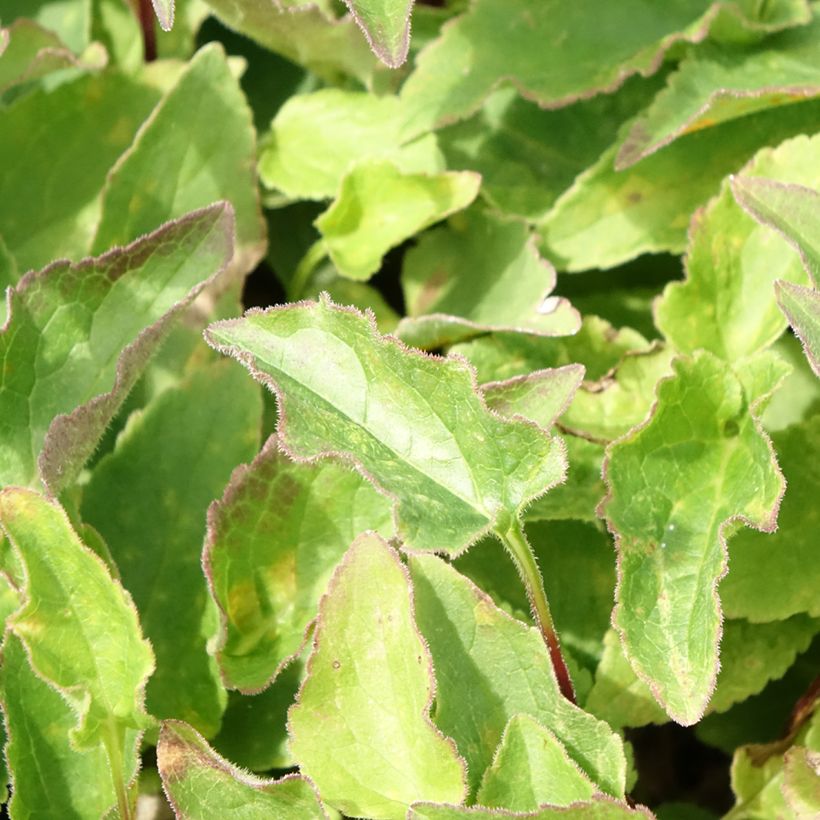 Adenophora Gaudi Violet - Adenophore campanulé (Feuillage)
