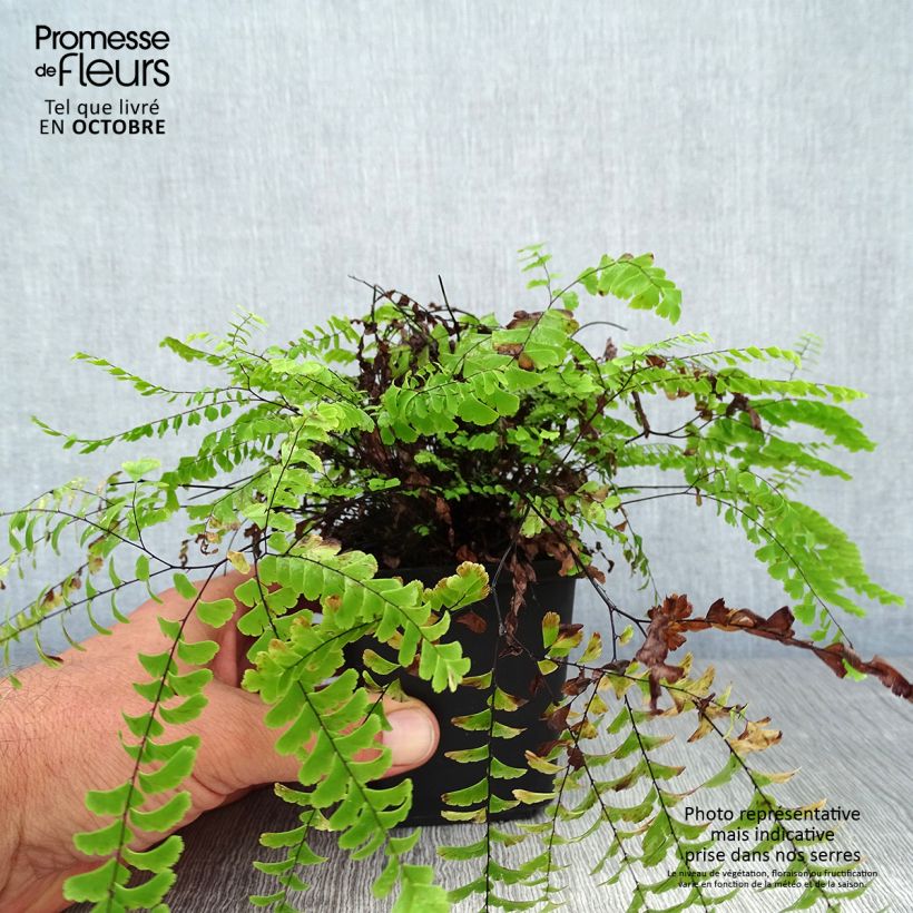 Spécimen de Adiantum aleuticum Imbricatum - Capillaire, Fougère Godet de 8/9 cm tel que livré en automne