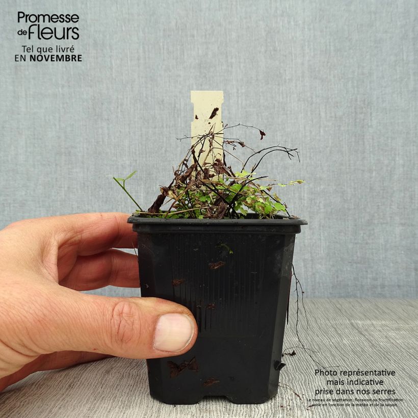 Spécimen de Adiantum pedatum - Capillaire du Canada, Fougère Godet de 8/9 cm tel que livré en automne