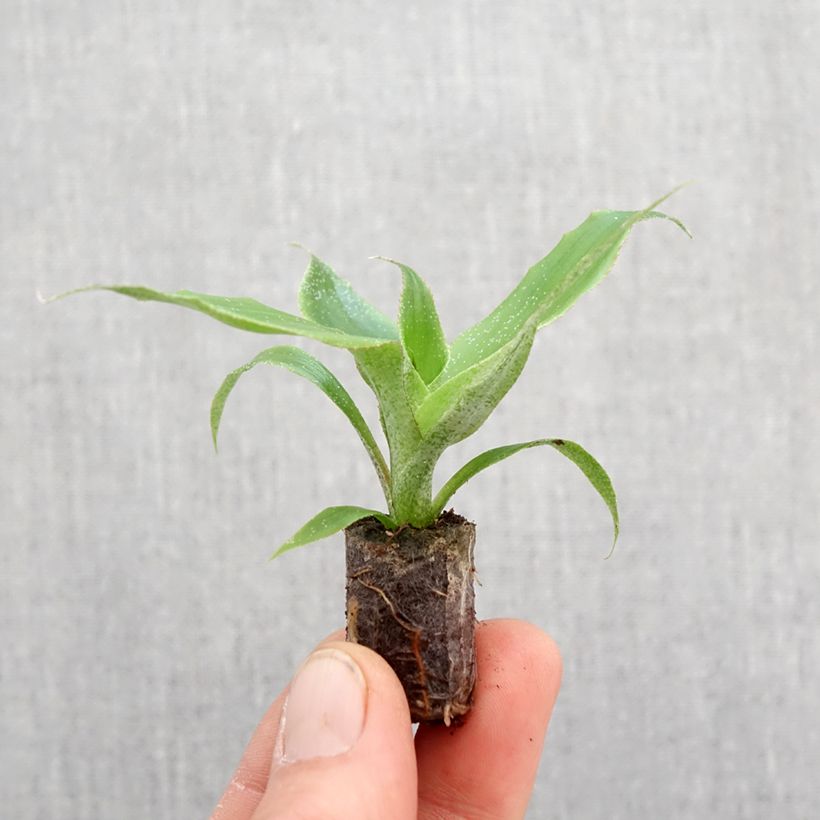 Example of Aechmea tayoensis Mini-plante as you get in printemps