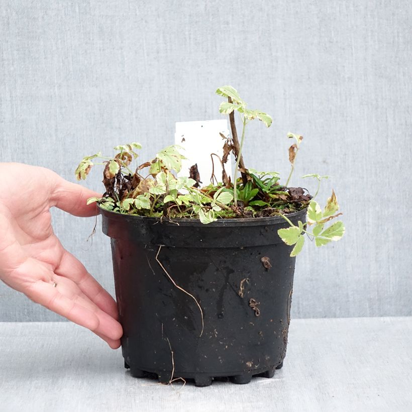 Spécimen de Aegopodium podagraria Variegata - Herbe aux goutteux panachée Pot de 2L/3L tel que livré en automne