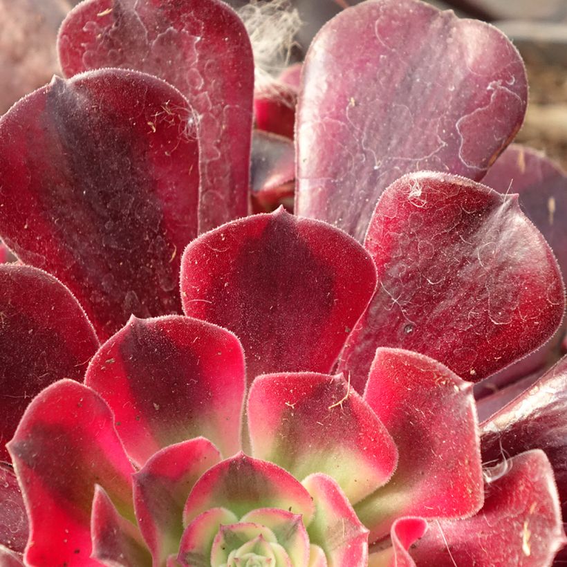 Aeonium arboreum Medusa - Aeonium en arbre (Foliage)