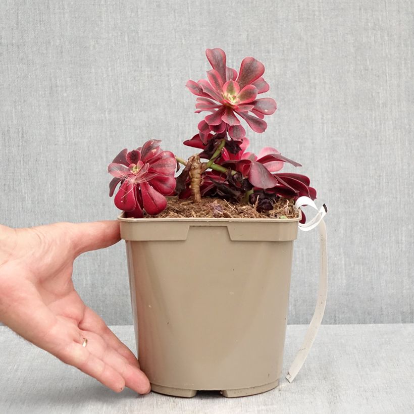 Spécimen de Aeonium arboreum Medusa - Aeonium en arbre Pot de 3L/4L tel que livré en été