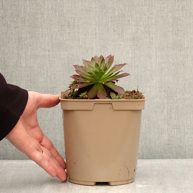 Example of Aeonium arboreum Phoenix Flame - Aeonium en arbre Pot de 3L/4L as you get in hiver