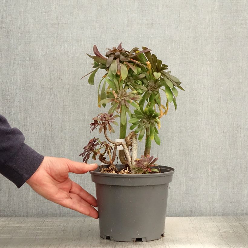 Spécimen de Aeonium arboreum Schwarzkopf - Aéonium en arbre Pot de 3L/4L tel que livré au printemps