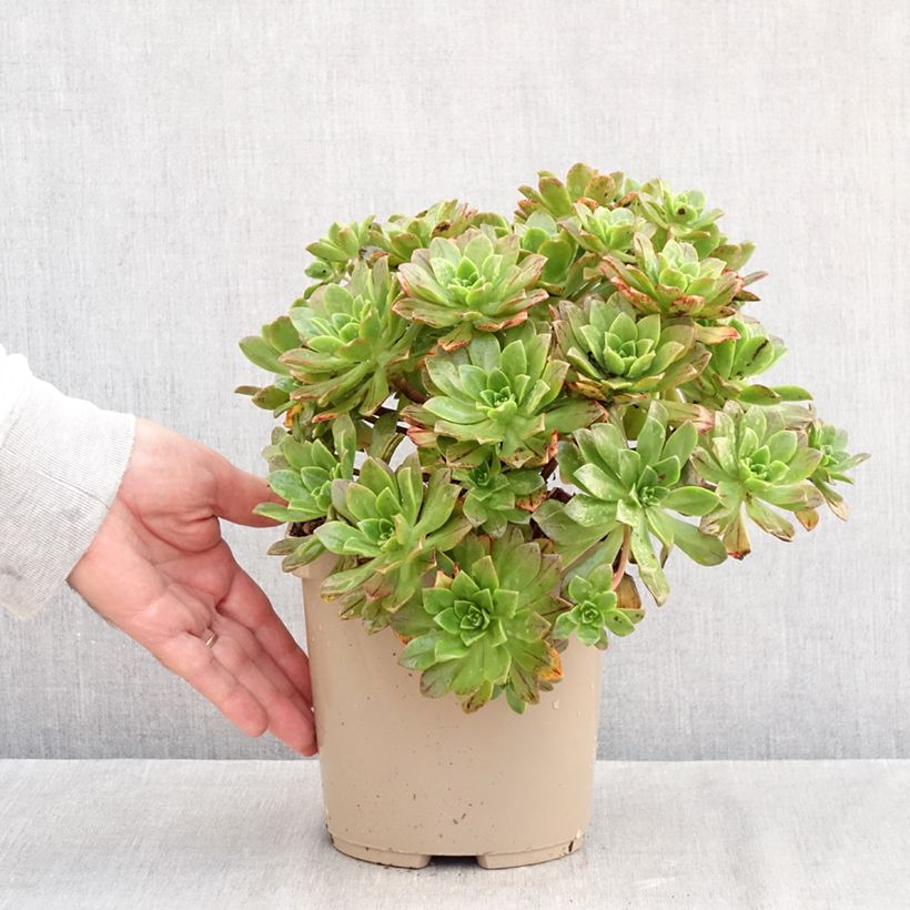 Spécimen de Aeonium Bronze Medal Pot de 3L/4L tel que livré en automne