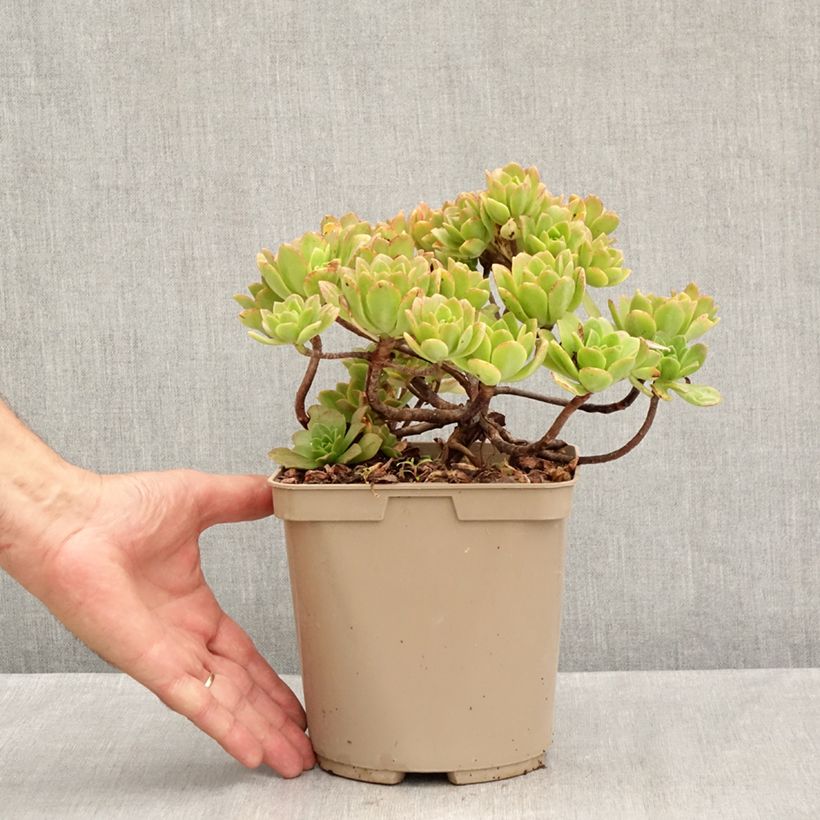 Spécimen de Aeonium Bronze Medal Pot de 3L/4L tel que livré en été