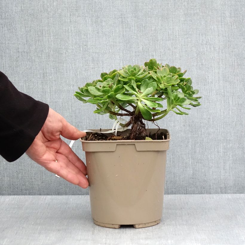 Example of Aeonium Bronze Medal Pot de 3L/4L as you get in printemps