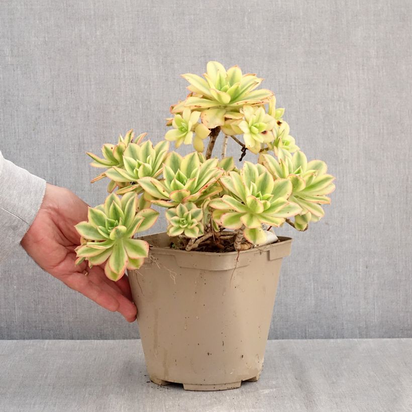 Spécimen de Aeonium Floresens Pot de 3L/4L tel que livré en automne