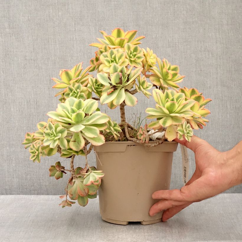 Spécimen de Aeonium Floresens Pot de 3L/4L tel que livré en été