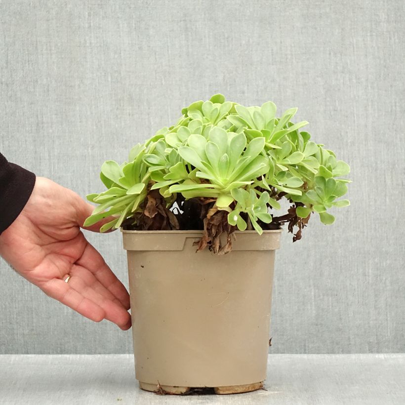 Spécimen de Aeonium Goblin Pot de 3L/4L tel que livré en automne