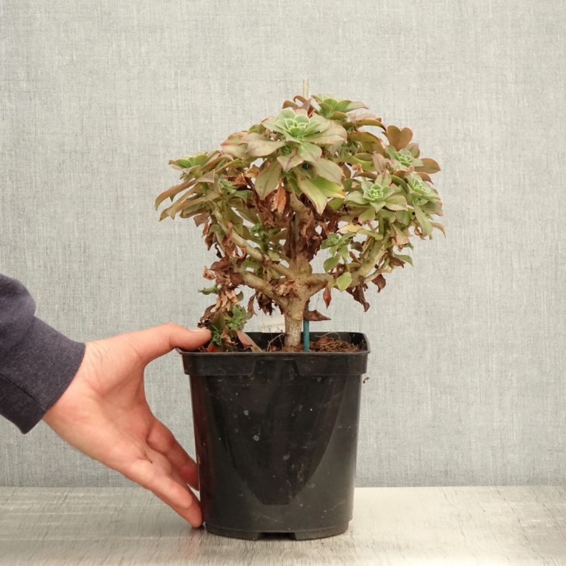Example of Aeonium leucoblepharum Yemen Pot de 3L/4L as you get in printemps