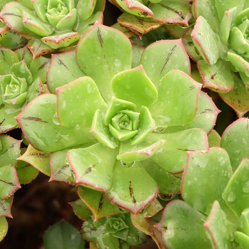 Aeonium Mary Ann Kunkel (Foliage)